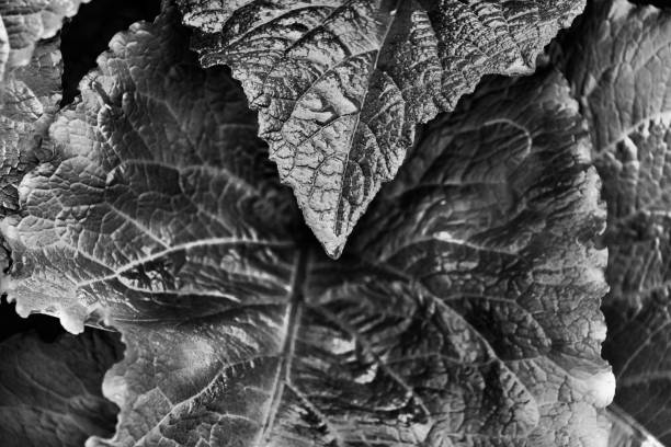 mint leaf macro