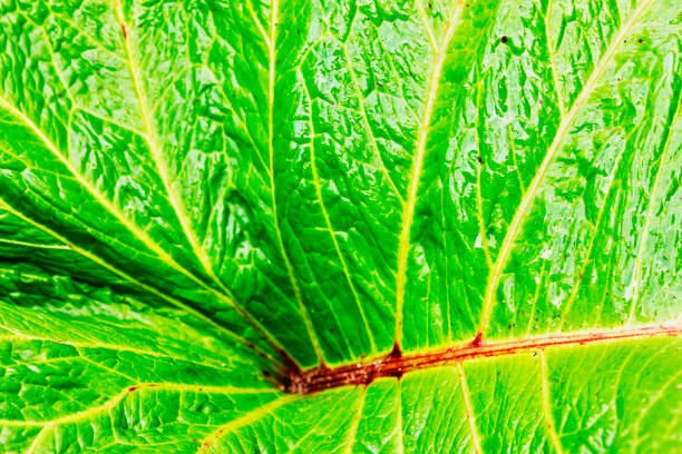Plant leaf Great telekia speciosa leaf ,the plant is also called heartleaf oxeye or yellow oxeye ,bright green and red colors colors, abstract effect telekia speciosa stock pictures, royalty-free photos & images