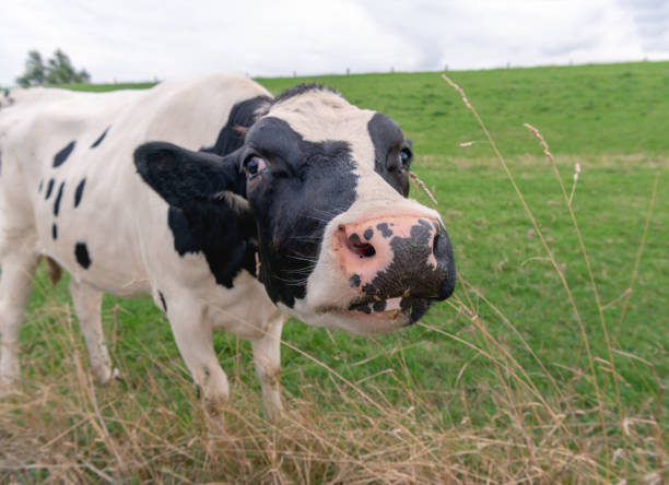 istock Head of a black spotted cow from very close 1030931974