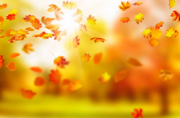 falling maple leaves on a autumnal day