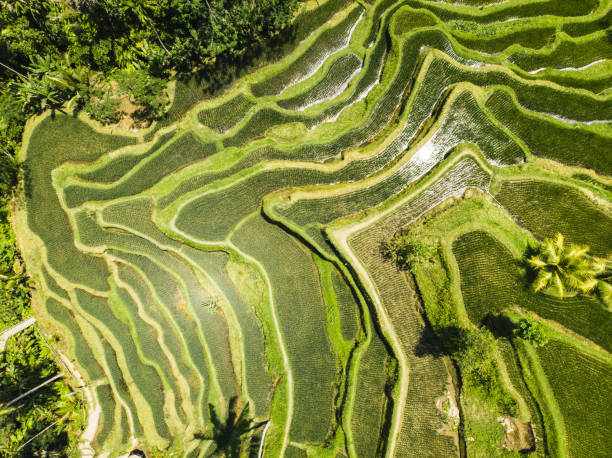 istock Aerial view of terrace paddy field 1030936606
