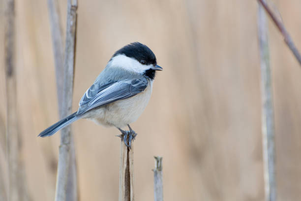 istock Wild Black-capped chickadee bird perched on grey reeds on soft beige, autumn background. 1030940968