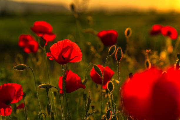 istock poppies flowers 1030943876
