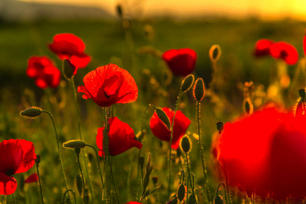 istock poppies flowers 1030943882