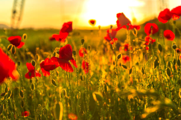 istock poppies flowers 1030943986