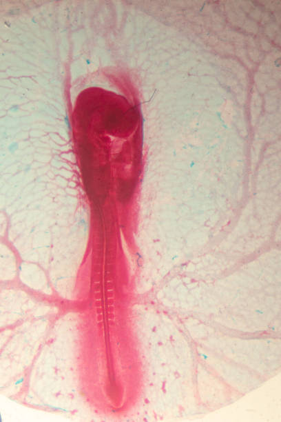 istock Development of the embryo chicken,The development of the chick on the slide under microscope. 1030945282