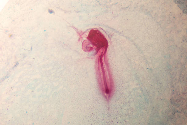 istock Development of the embryo chicken,The development of the chick on the slide under microscope. 1030945294