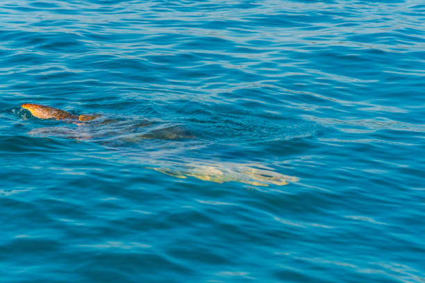 istock Sea landscape in Zakynthos 1030945306