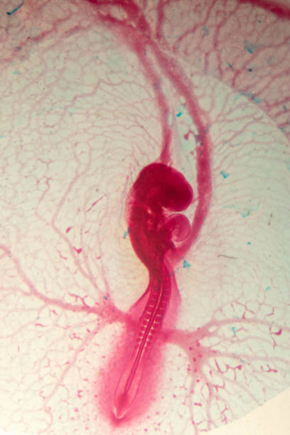 istock Development of the embryo chicken,The development of the chick on the slide under microscope. 1030945352