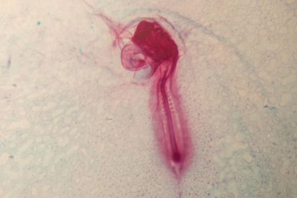 istock Development of the embryo chicken,The development of the chick on the slide under microscope. 1030945364