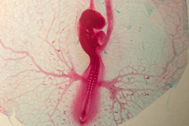 istock Development of the embryo chicken,The development of the chick on the slide under microscope. 1030945388