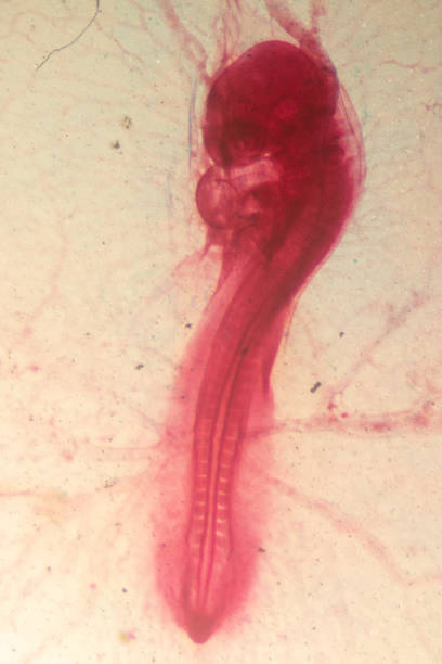 istock Development of the embryo chicken,The development of the chick on the slide under microscope. 1030945468