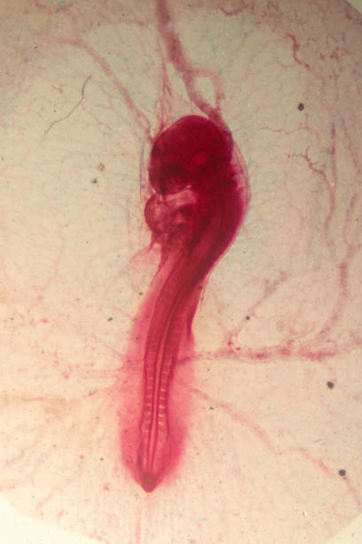 istock Development of the embryo chicken,The development of the chick on the slide under microscope. 1030945478