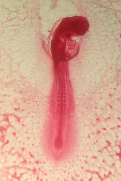 istock Development of the embryo chicken,The development of the chick on the slide under microscope. 1030945508