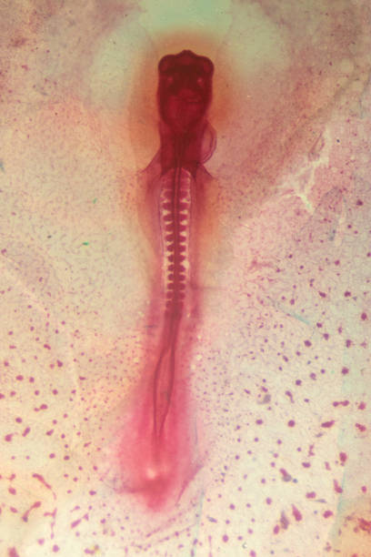 istock Development of the embryo chicken,The development of the chick on the slide under microscope. 1030946106