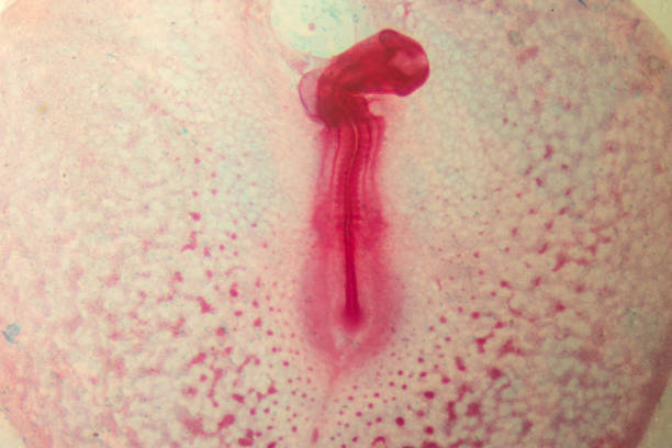 istock Development of the embryo chicken,The development of the chick on the slide under microscope. 1030947622