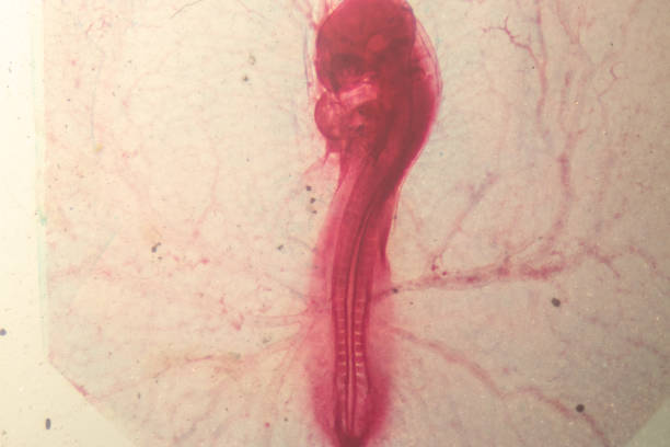 istock Development of the embryo chicken,The development of the chick on the slide under microscope. 1030947638