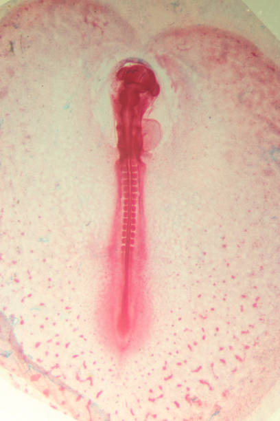 istock Development of the embryo chicken,The development of the chick on the slide under microscope. 1030947678