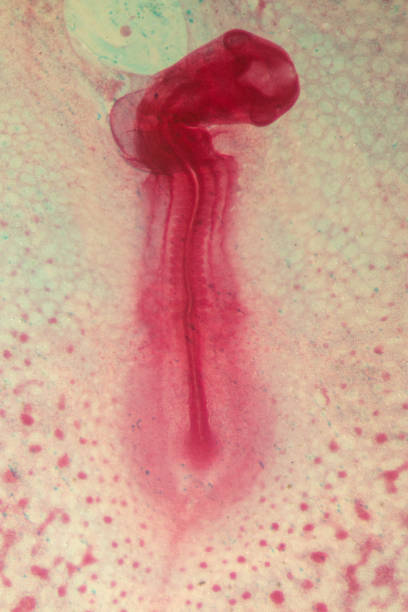 Development of the embryo chicken,The development of the chick on the slide under microscope.