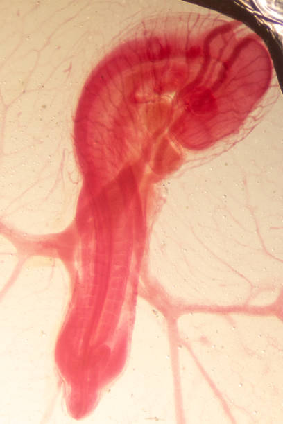 istock Development of the embryo chicken,The development of the chick on the slide under microscope. 1030947694