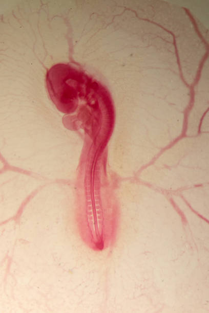 istock Development of the embryo chicken,The development of the chick on the slide under microscope. 1030947778