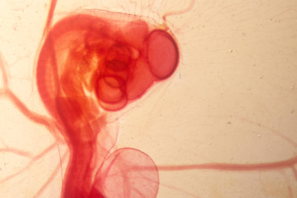 desenvolvimento da galinha embrião, o desenvolvimento do pinto do slide sob microscópio. - fetus - fotografias e filmes do acervo