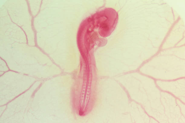 istock Development of the embryo chicken,The development of the chick on the slide under microscope. 1030947860