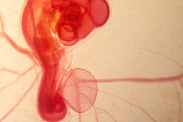 istock Development of the embryo chicken,The development of the chick on the slide under microscope. 1030947868