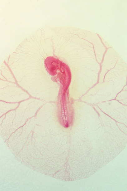 istock Development of the embryo chicken,The development of the chick on the slide under microscope. 1030947880
