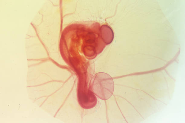 Development of the embryo chicken,The development of the chick on the slide under microscope.