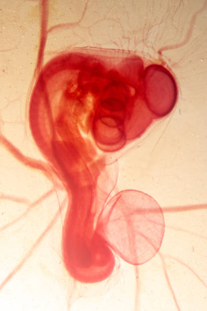 istock Development of the embryo chicken,The development of the chick on the slide under microscope. 1030947952