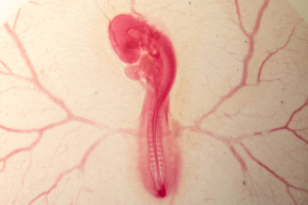 istock Development of the embryo chicken,The development of the chick on the slide under microscope. 1030948052
