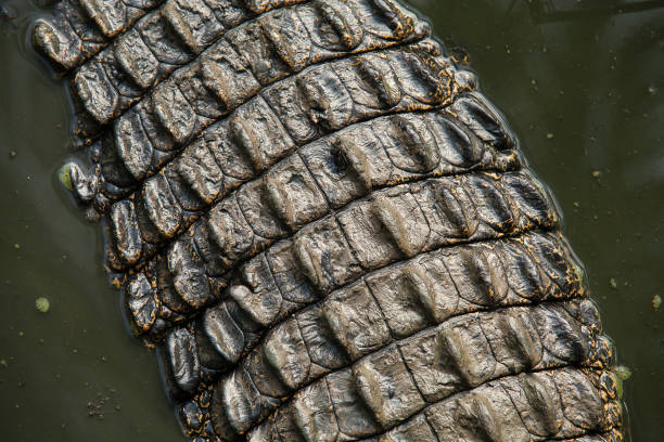 istock Crocodylus Porosus 1030948196