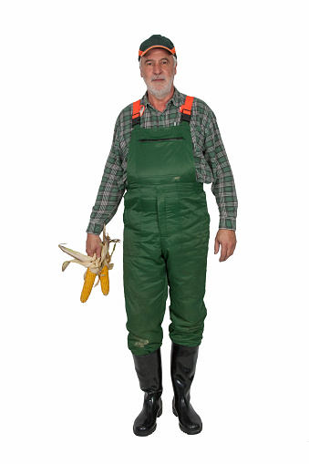 Farmer with green dungarees and black rubber boots holds in his hand two corn cobs.