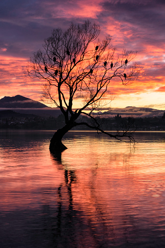 Pre-dawn at Lake Wanaka's famous willow tree.