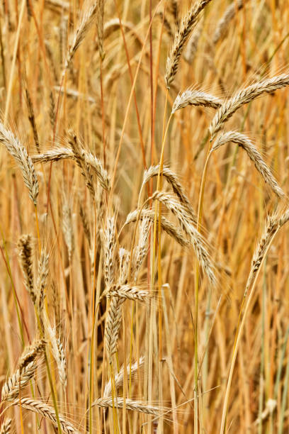 istock Plants of rye 1030949298