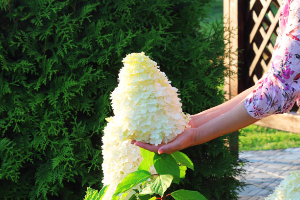 flor romântica branca hydrangea paniculata (latim hydrangea paniculata). uma flor nas mãos de uma jovem mulher. foco seletivo, vista lateral, lugar para texto. - efflorescent - fotografias e filmes do acervo