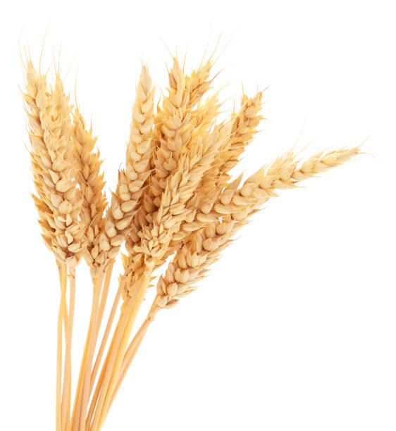 istock Ripe ears of wheat. 1030952588