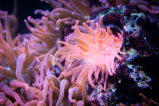 istock Heteractis magnifica, Colored long tentacle Anemone 1030953136
