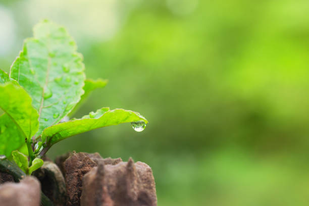 istock Closeup green leaf of tree with drop in nature  copy space on soft green background. 1030953880