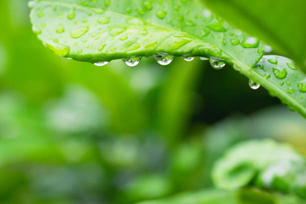 istock Closeup green leaf of tree with drop in nature  copy space on soft green background. 1030953992