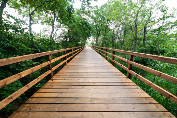 wooden path stock photo