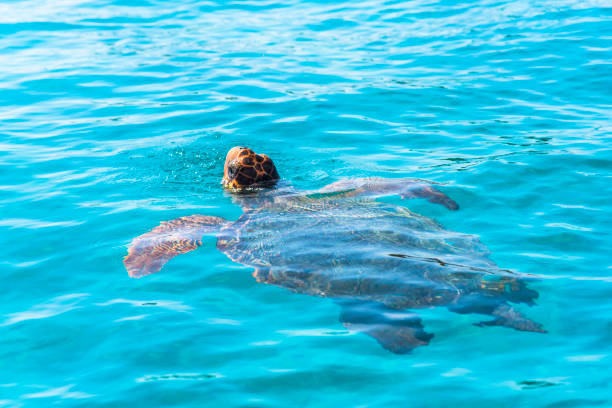 istock Turtle in the sea 1030957276