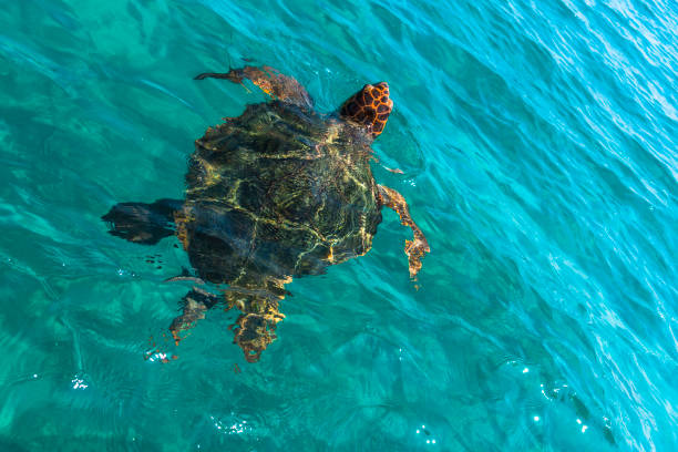 istock Turtle in the sea 1030957326