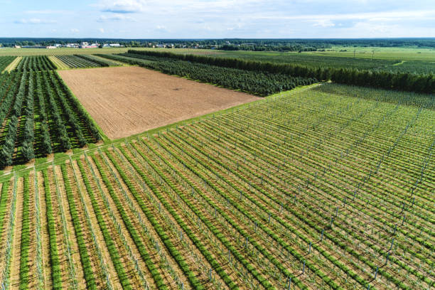 istock A large orchard, a sunny summer day. 1030957474
