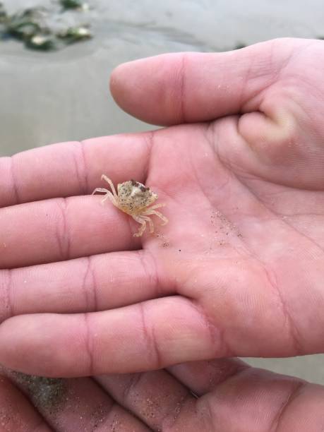istock Baby crab in hand 1030958000