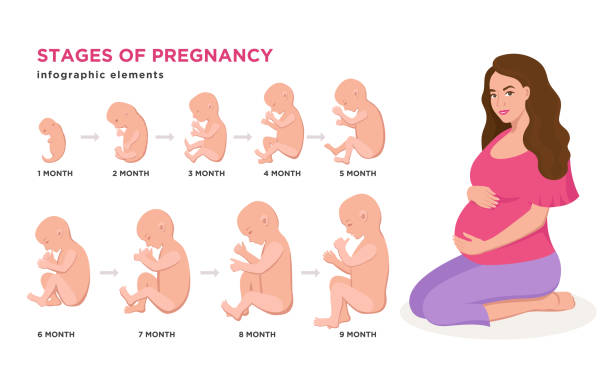 Pregnant Woman And Embryonic Development Month By Month Cycle From 1 To 9  Month To Birth With Embryo Icons Medical Infographic Elements Isolated On  White Background Vector Flat Illustration Set Stock Illustration -