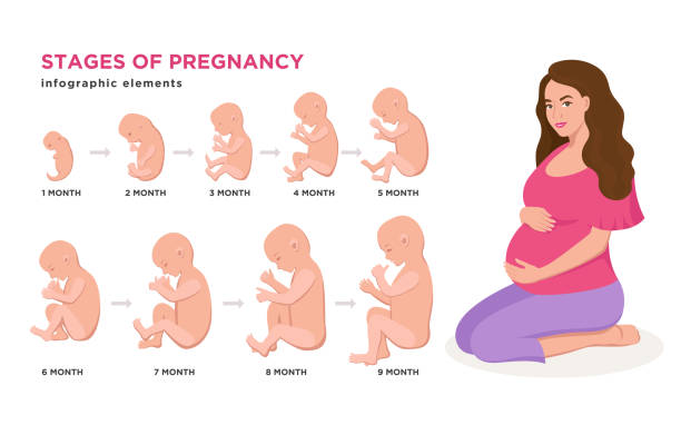 Pregnant Woman And Embryonic Development Month By Month Cycle From 1 To 9 Month To Birth With Embryo Icons Medical Infographic Elements Isolated On White Background Vector Flat Illustration Set Stock Illustration - Pregnant Woman And Embryonic Development Month By Month Cycle From 1 To 9 Month To Birth With Embryo Icons Medical Infographic Elements Isolated On White Background Vector Flat Illustration Set Stock Illustration -
