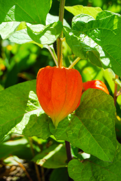 istock Seed of the plant called Japanese lanterns 1030961340