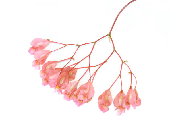 istock Angel wing begonia flowers 1030966644